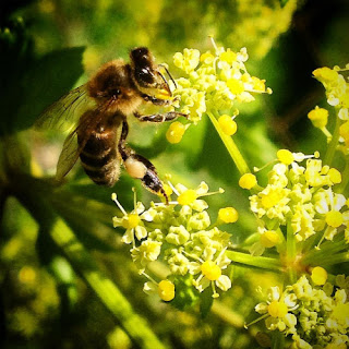 Abejas - Diario de un Observador Demostrando que los de la prensa son casi siempre son los "últimos en enterarse" el periódico lleva un titular que habla de la "misteriosa muerte de las abejas" y yo, viendo las miles de abejas muertas en el suelo me pregunto: ¿Donde estará el misterio?