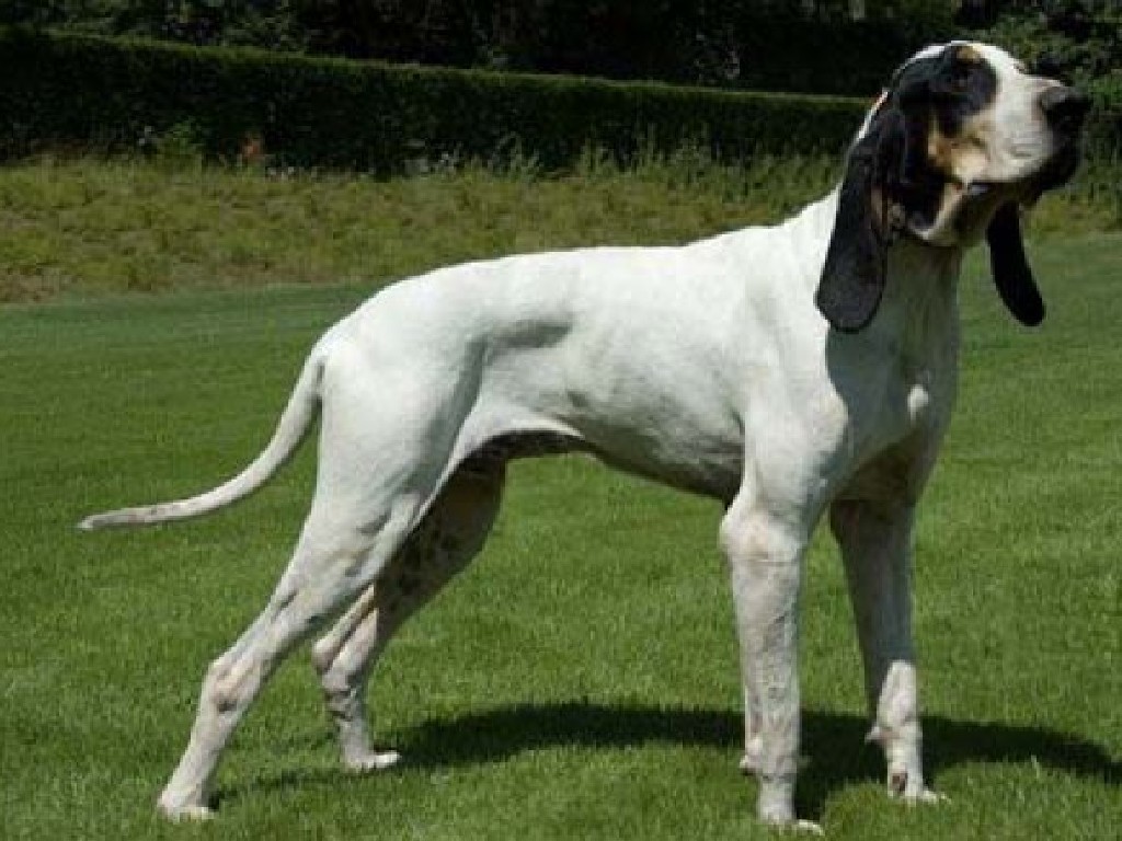 dog side stories Grand Gascon Saintongeois ( Μεγάλος Γασκώνης Σαιντόζης )