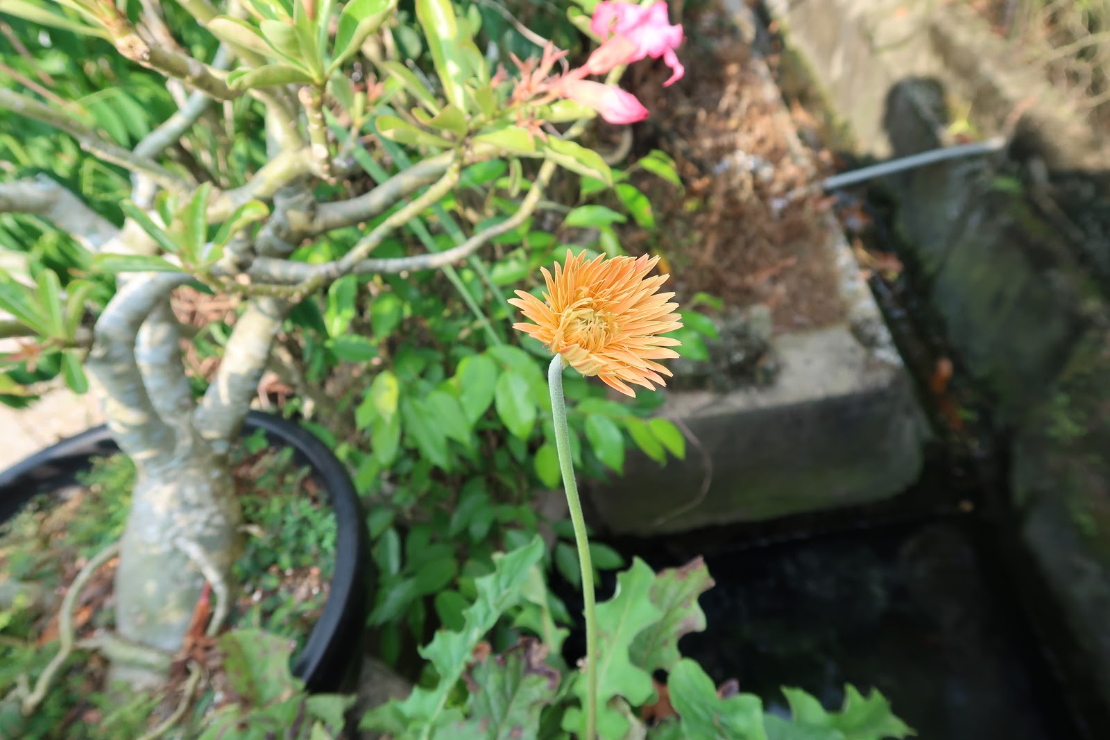 Tmpgenc 4.0 Xpress Rar Windos 7