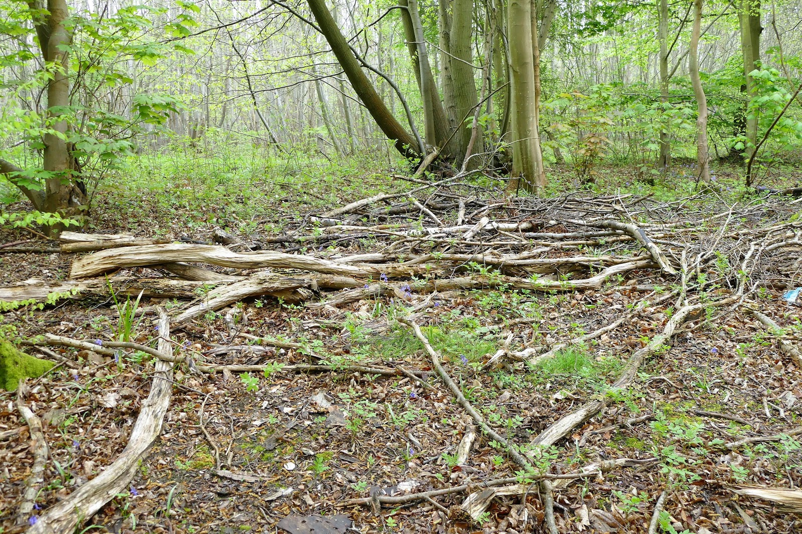 WALKING WITH THE MEDWAY WANDERER My walk this morning in Upper Halling