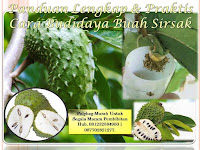 Panduan Lengkap & Praktis Cara Budidaya Sirsak