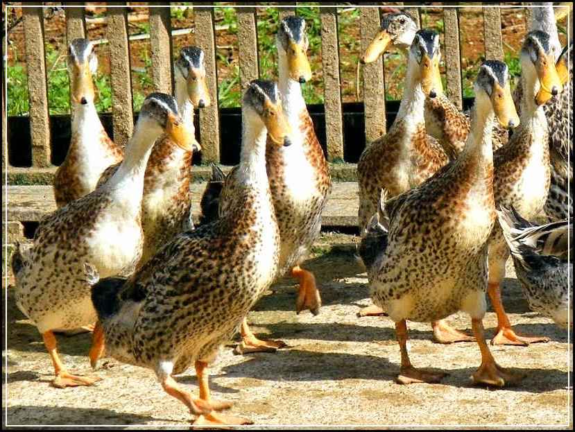 Unduh 550 Gambar Animasi Peternakan Ayam Terbaik Unduh 550 Gambar Animasi Peternakan Ayam Terbaik