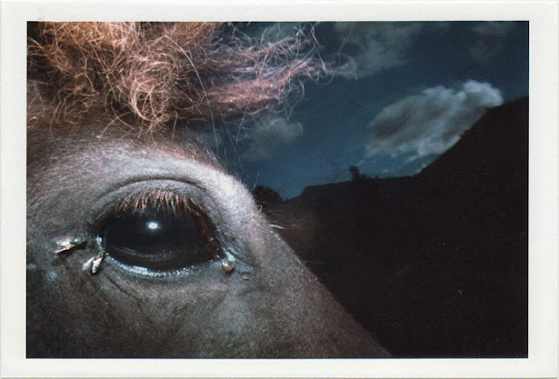 dirty photos - noah's ark fauna photo of horse's eye with flies on it