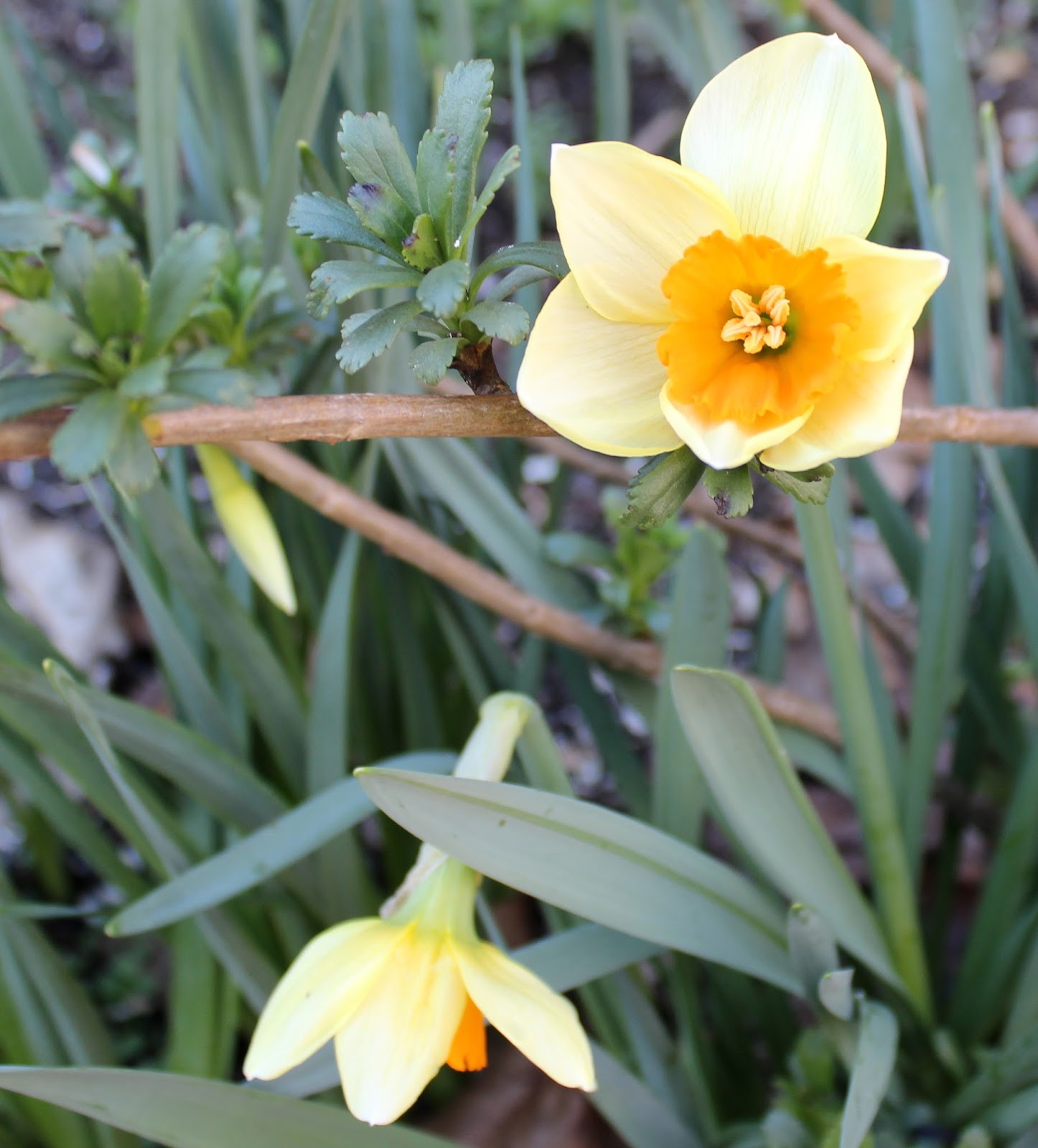 Mountain Moments The Daffodils are Blooming!!!!!