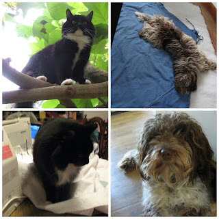 Maddie S Pet Food Distributors Maddie S Pet Food Distributors