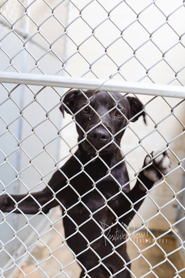 BelinfanteIndianmotorcycles Roswell New Mexico Animal Control Murder