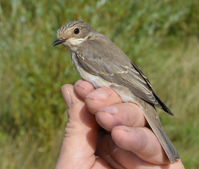 Spotted Flycatcher 11/09/16, © P J Alker