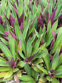 Moses-in-a-Basket Tradescantia spathacea at Orchid World Barbados by garden muses-not another Toronto gardening blog