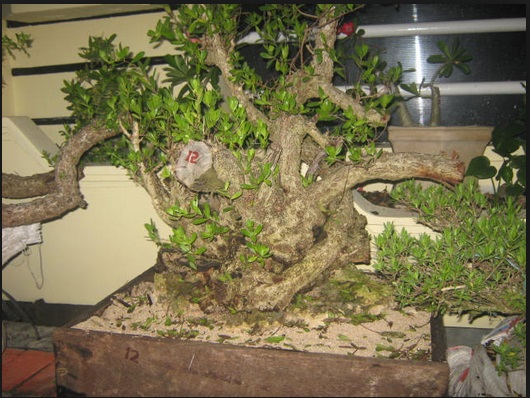 macam macam bakalan bonsai yang berkualitas macam macam bakalan bonsai yang berkualitas