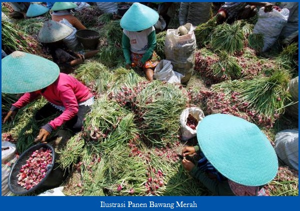 Budidaya Bawang Merah  Cara Menanam, Syarat Tumbuh dan Jenisnya