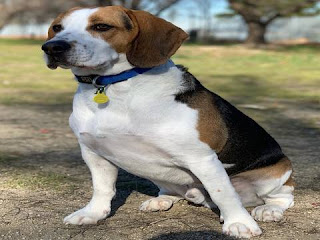 सपने में कुत्ता देखना | sapne mein kutta dekhna सपने में कुत्ता देखना | sapne mein kutta dekhna