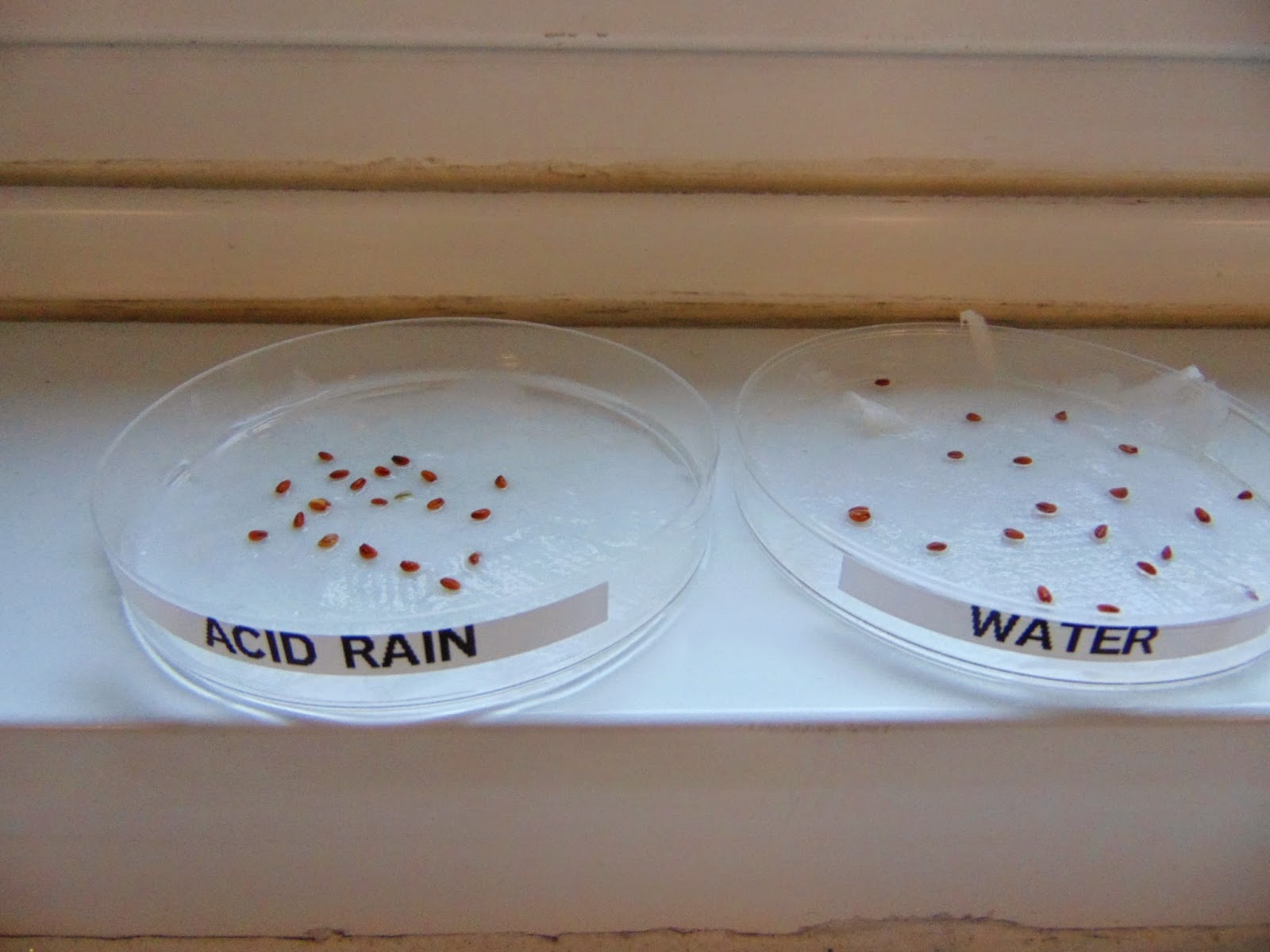 The Smarties Science Club The effects of acid rain