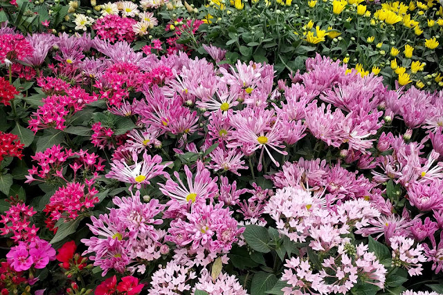 Spoon chrysanthemum flower Spoon chrysanthemum flower