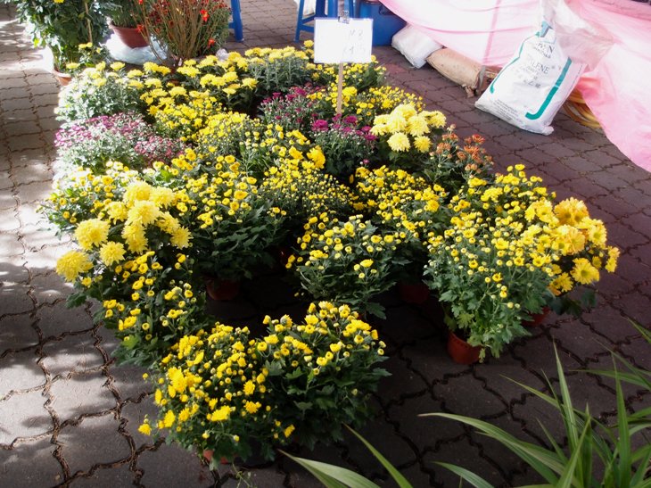 Xing Fu: PLANTS FOR CHINESE NEW YEAR