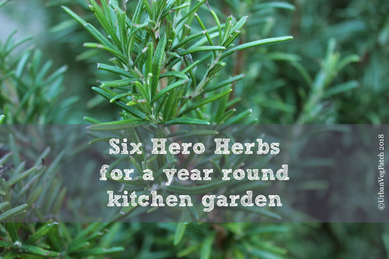 The Urban Veg Patch Six hero herbs for an evergreen kitchen herb garden