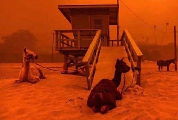 FOTOS: california esta viviendo su propio apocalipsis. FOTOS: california esta viviendo su propio apocalipsis.