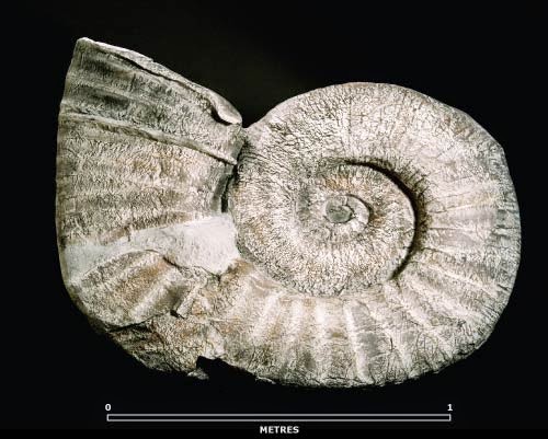 Geologists 'trip over' large ammonite fossil in New Zealand