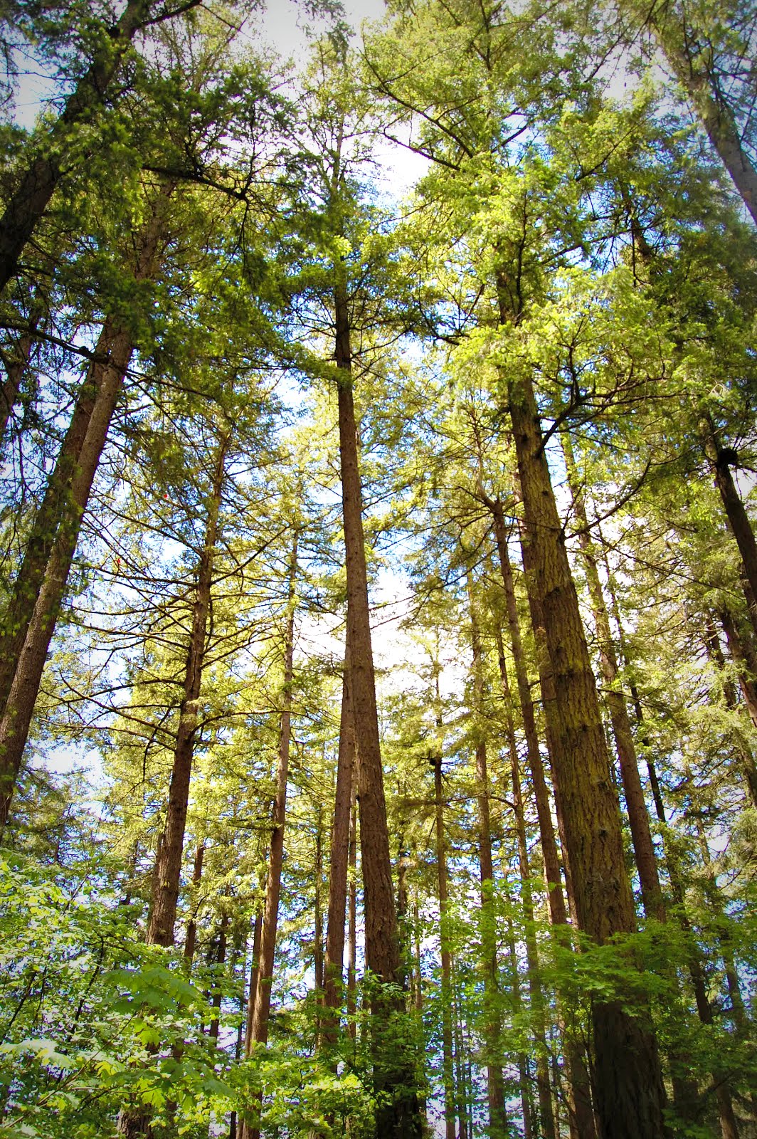 Washington Forest