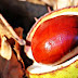 Marron d'inde anti-hémorroïdaire