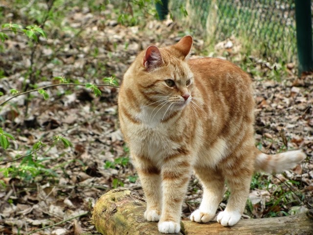 Meine Arbeit mit Braunbären im Bärenwald
