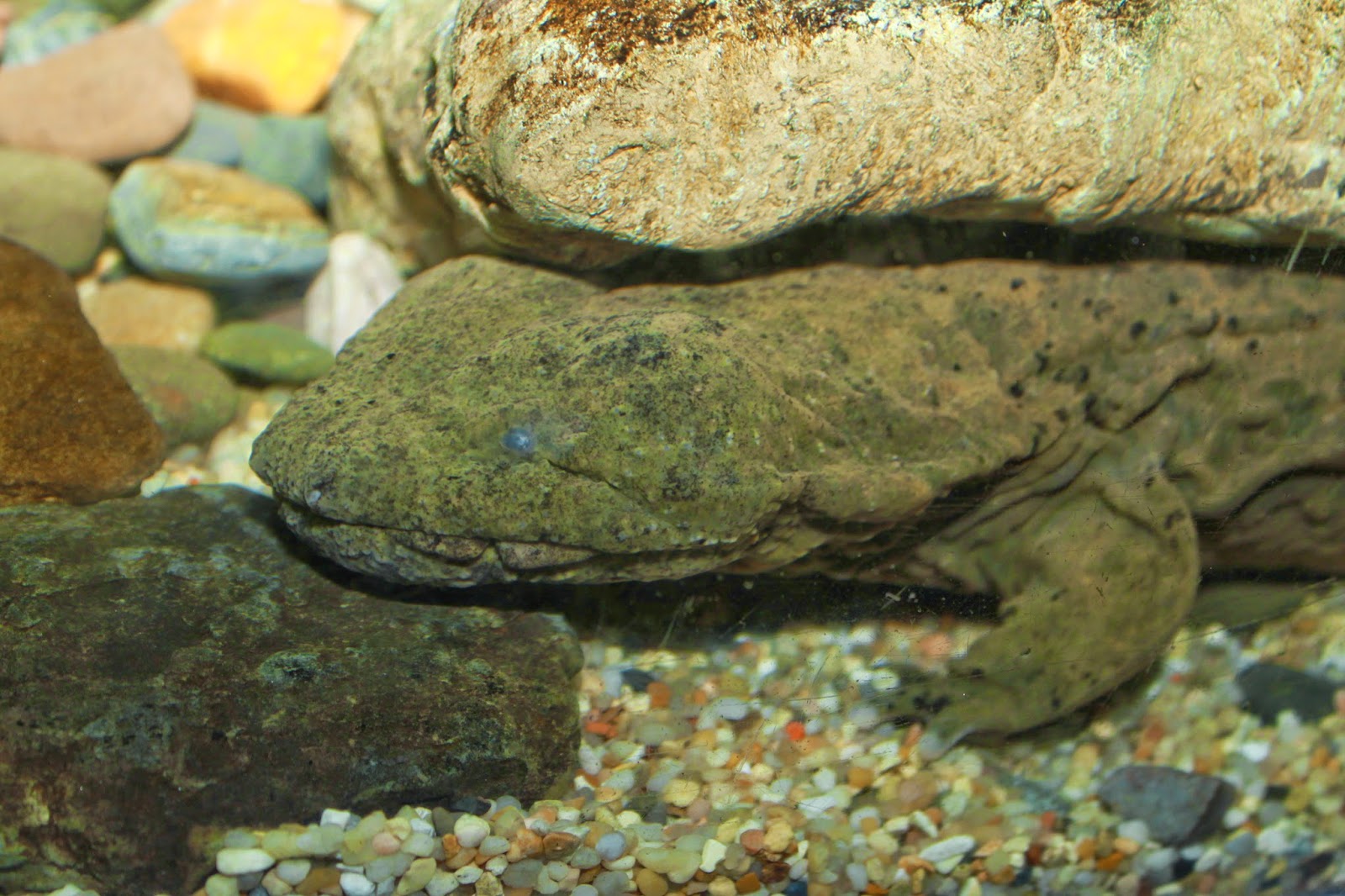 Hellbender_Cryptobranchus_alleganiensis