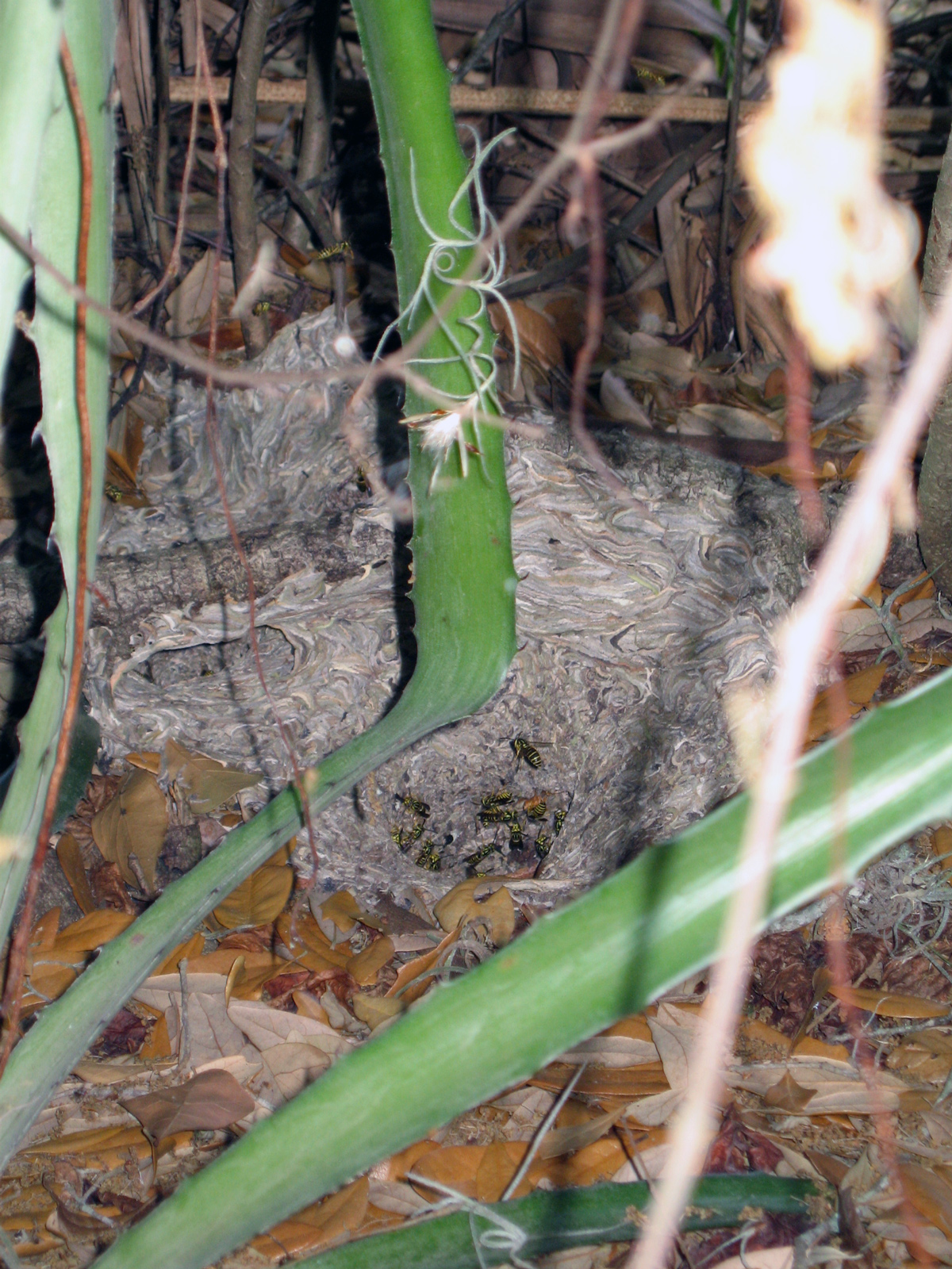 ALL Florida Recent Bee Removals: Ocala Yellow Jacket wasp nest