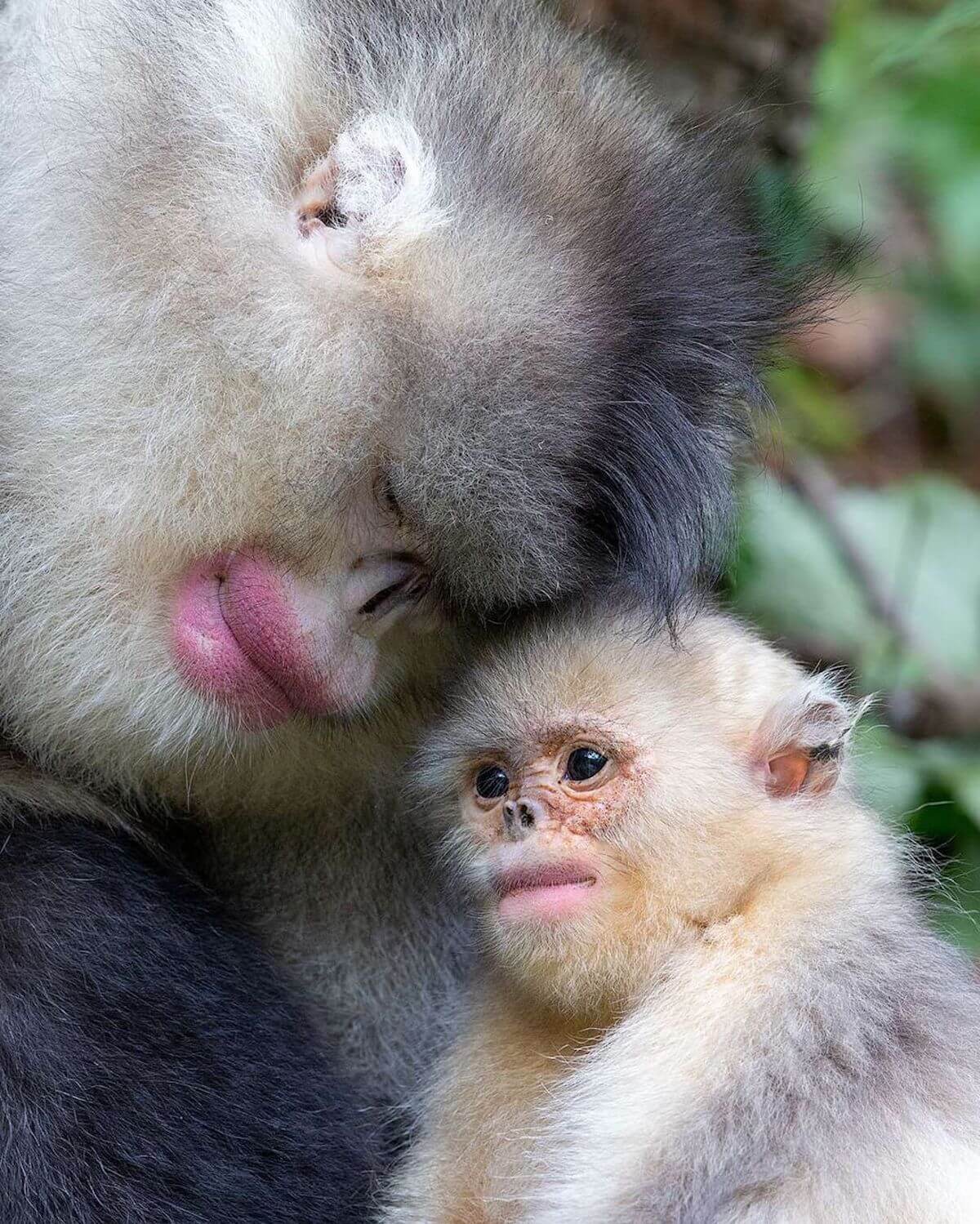 Human-Like Micro-Expressions Of Endangered Animals Across The World (Interview) Human-Like Micro-Expressions Of Endangered Animals Across The World (Interview)