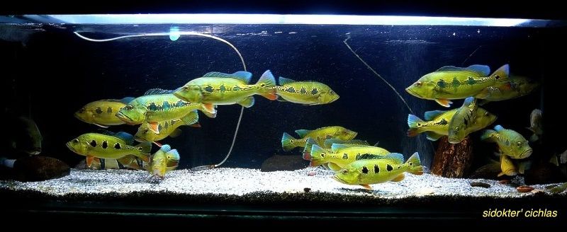 Gambar Filter Aquarium Air Tawar, Inilah Kisaran Harganya