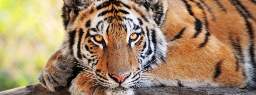 tiger print cover up