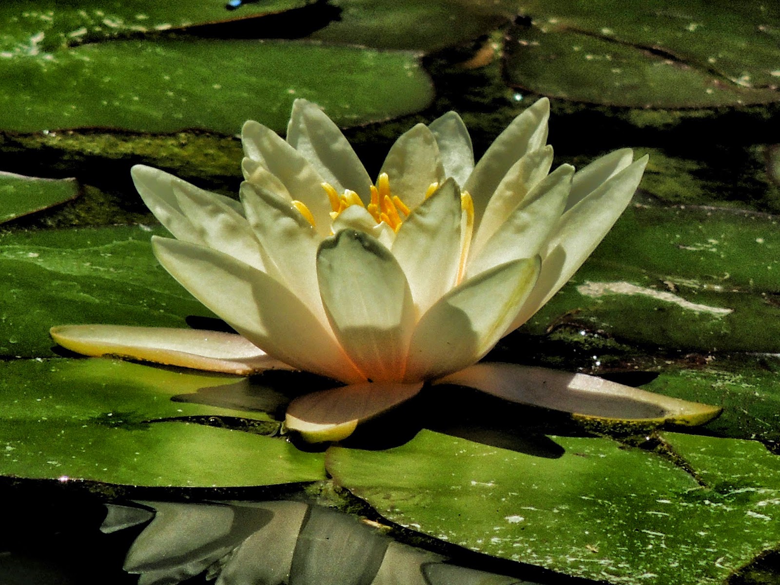 Princess Haiku A Study of a Water Lily