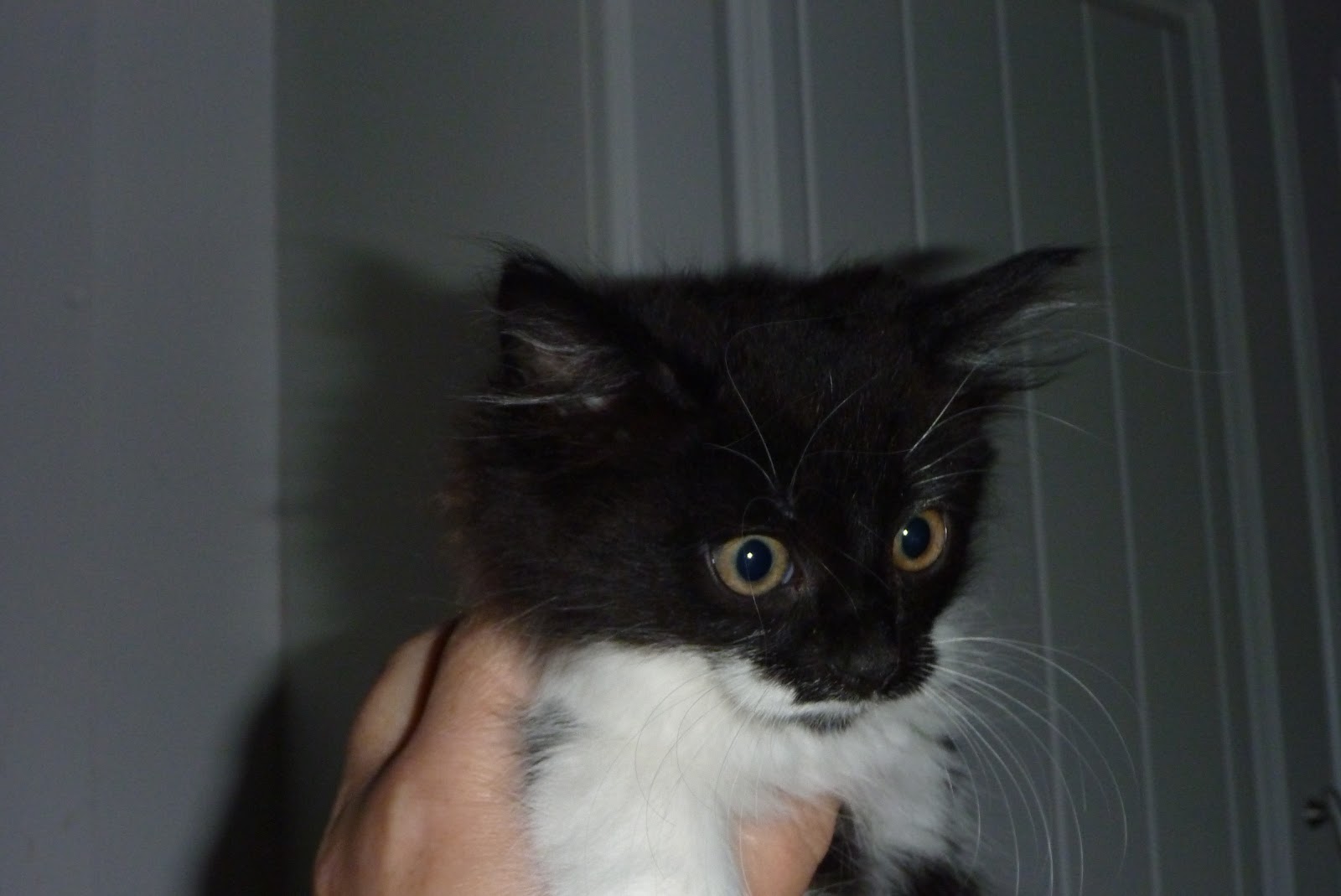 Cat Rescuing, Sunderland NEW PHOTOS OF CATS AND KITTENS NEEDING HOMES