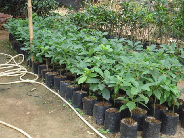 jual bibit pohon alpukat jual tanaman hias dan buah suplier tanaman hias jual tanaman hias jual bibit pohon alpukat jual tanaman hias dan buah suplier tanaman hias jual tanaman hias
