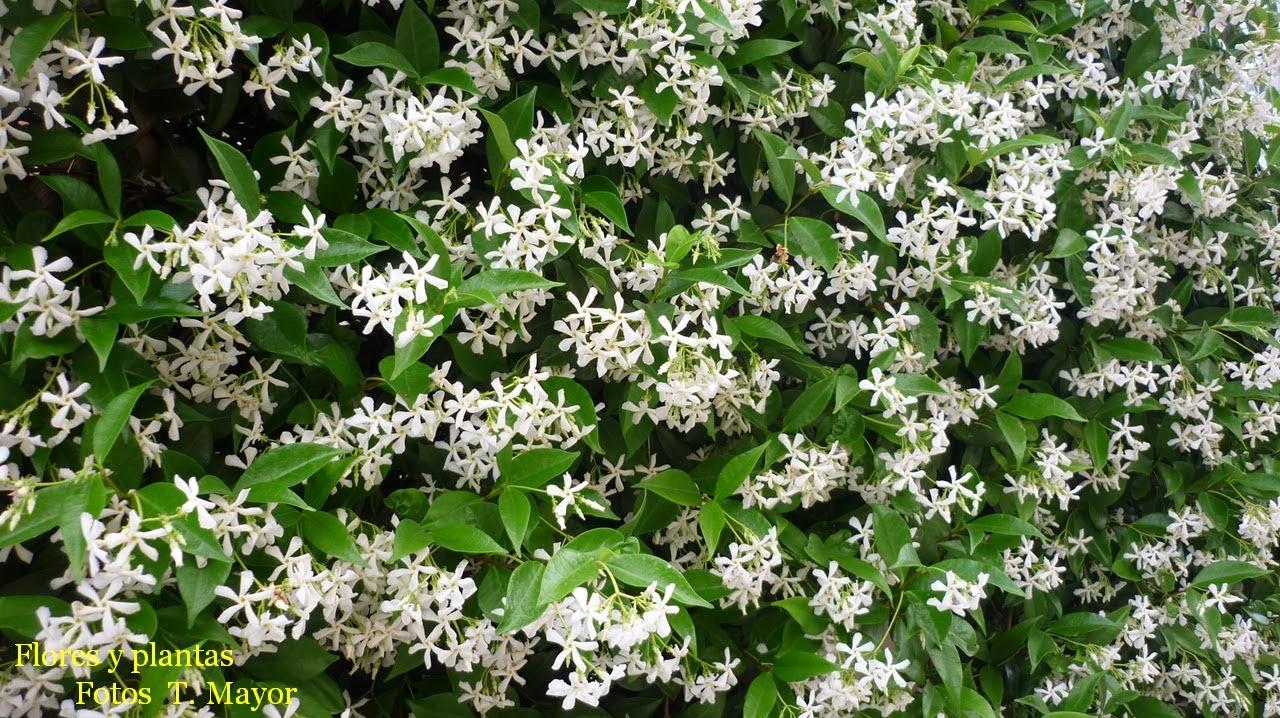 " Trachelospermum jasminoides = Rhynchospermum jasminoides ". Fotos T.Mayor / 2014