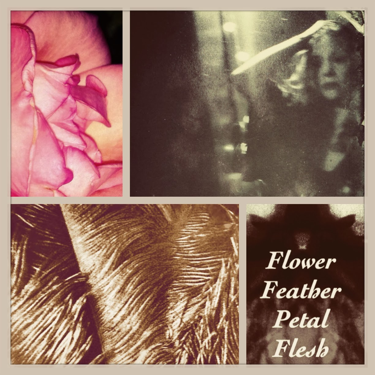 FLOWER FEATHER PETAL FLESH