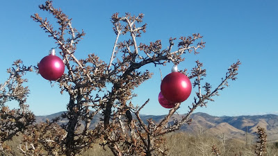 Small lobed leaves and big balls: a christmas bitterbrush A christmas bitterbrush near Reno