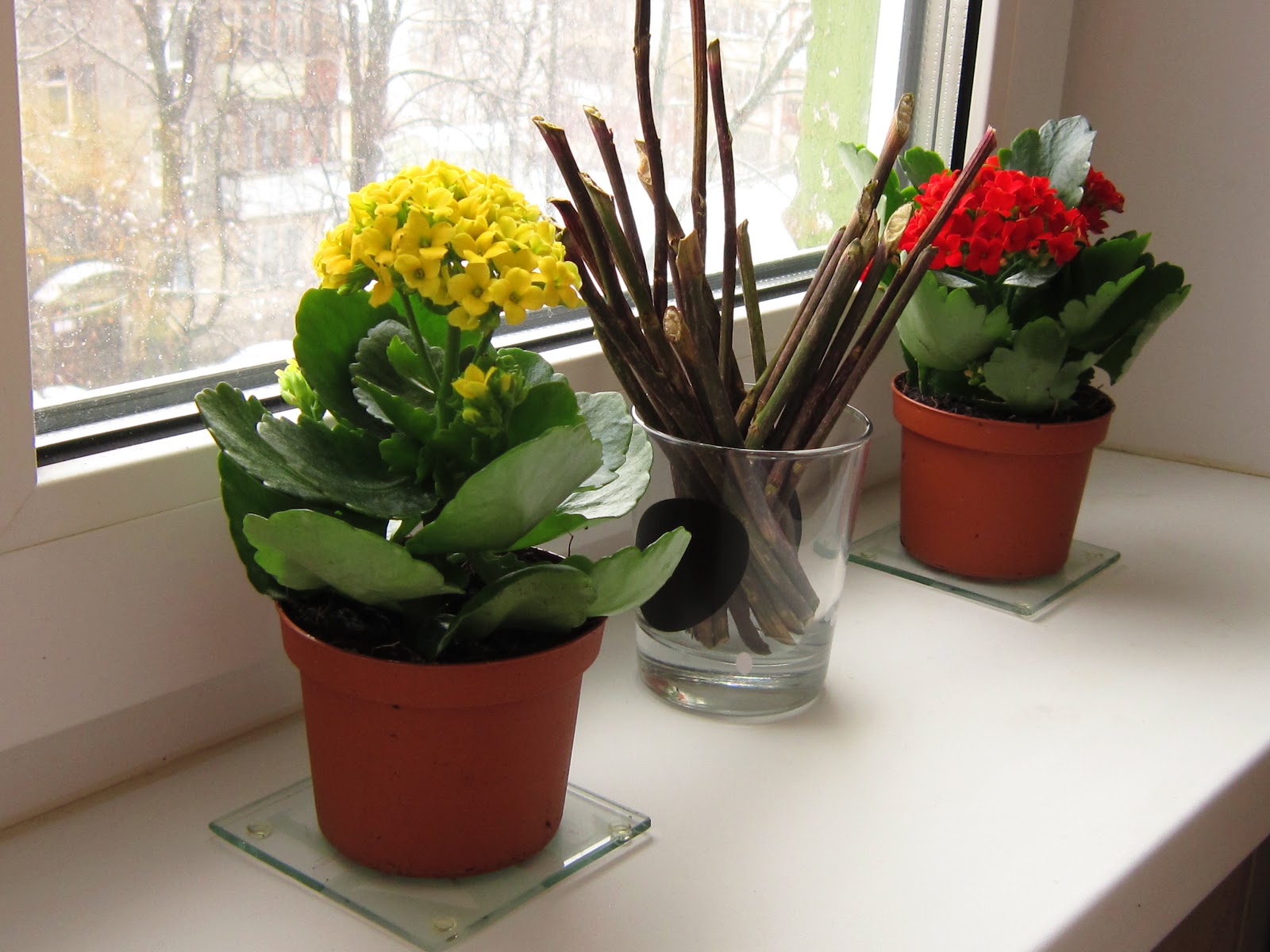 каланхоэ убирает. пересаживание каланхоэ. каланхоэ блоссфельда отпрыски. каланхоэ каландива росток. прищипка каланхоэ.