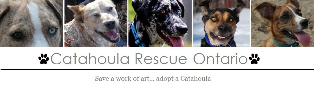 Catahoula Rescue-Ontario Adopt A Dog