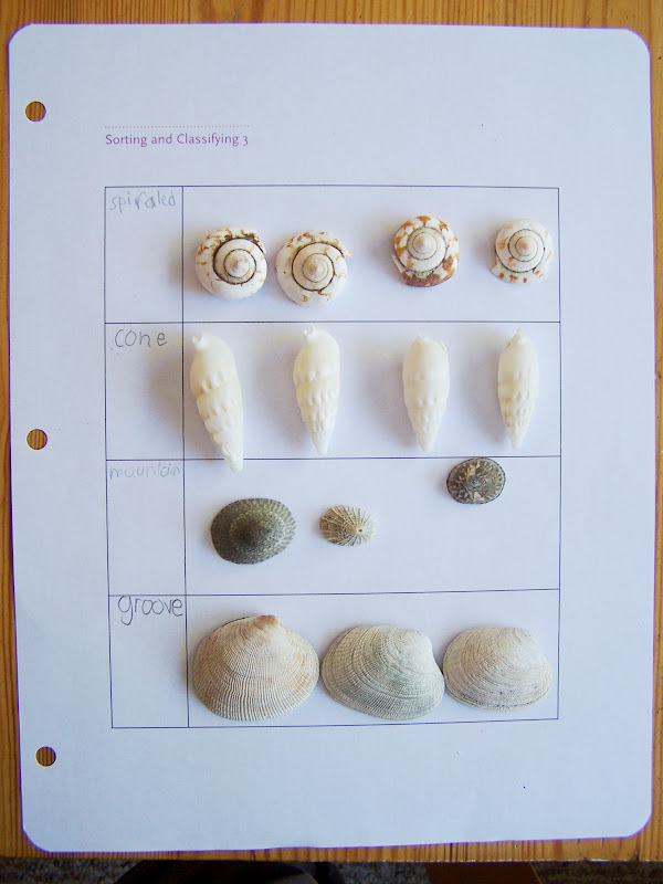 Creative Themes: Beach - sorting shells in artful ways