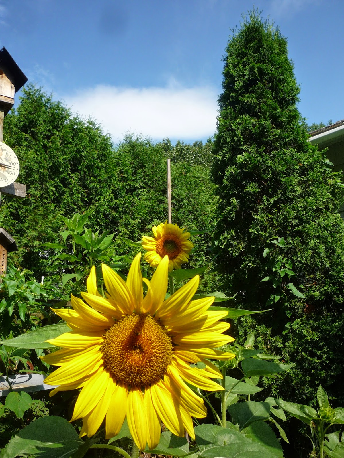 Vermont backyard flowers, July 2014 South Burlington, Vermont Photos