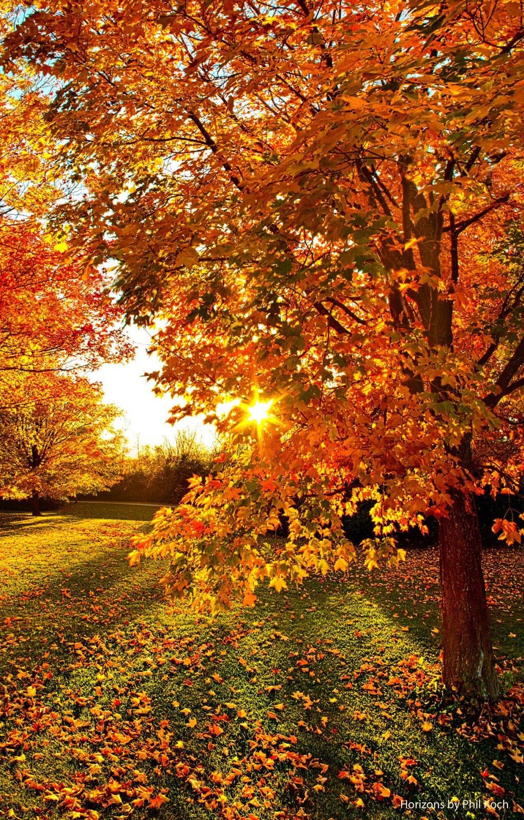 Autumn Forest Sun ~ Marvelous Nature