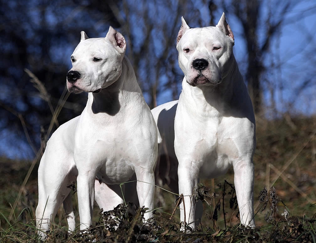 Perros de caza DOGO ARGENTINO