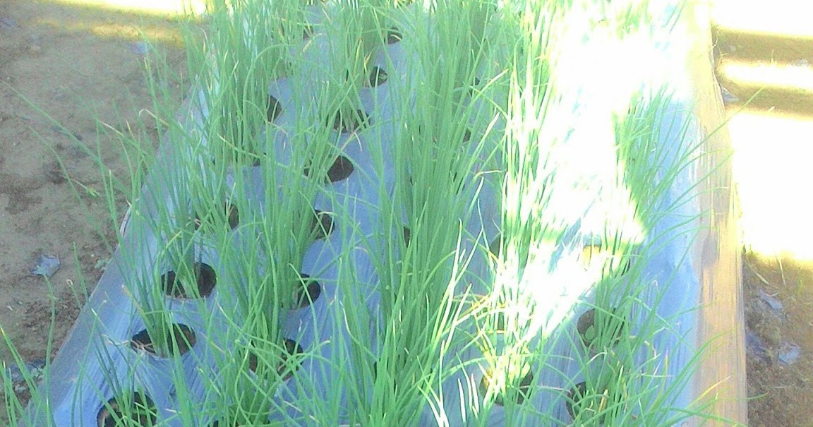 Pengendalian hama dan penyakit pada tanaman bawang merah