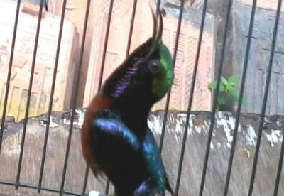 Kolibri Ninja kolibri gacor ngobra