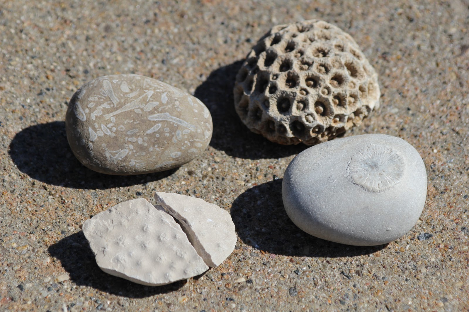 sea dinosaur fossils