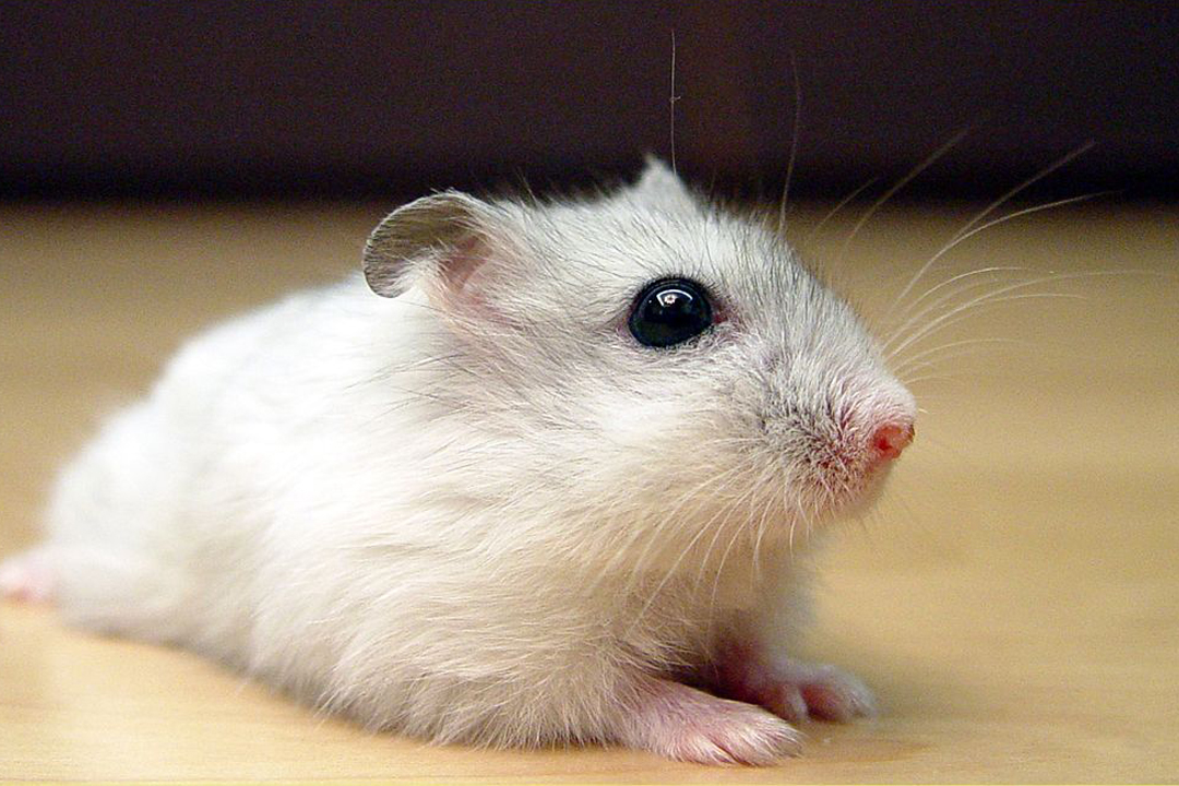 The most popular hamster breeds The Buzz Land