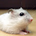 The most popular hamster breeds
