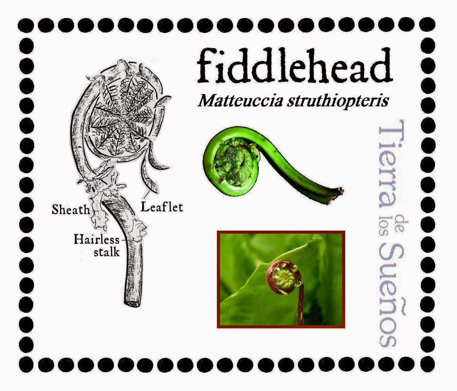 Weighing In With My Two Calories Worth Food Friday Fiddlehead Ferns