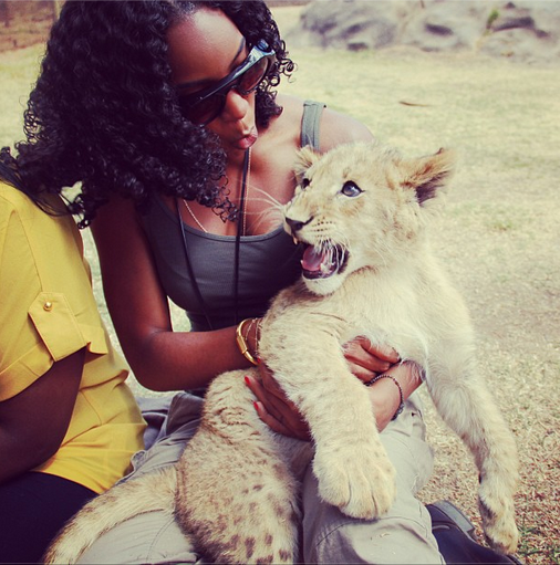kelly rowland lion attack kelly rowland lion attack