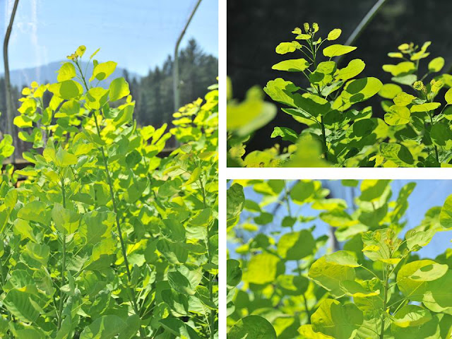 Golden Spirit Green Cotinus