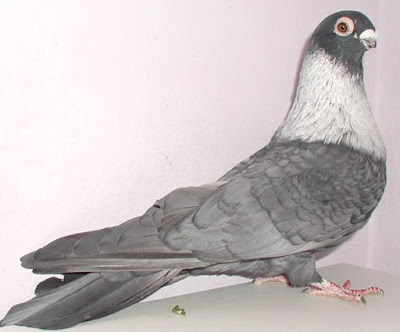 egyptian swift pigeons Ägyptischer Segler-Swift Egyptien-Egyptian Swif
